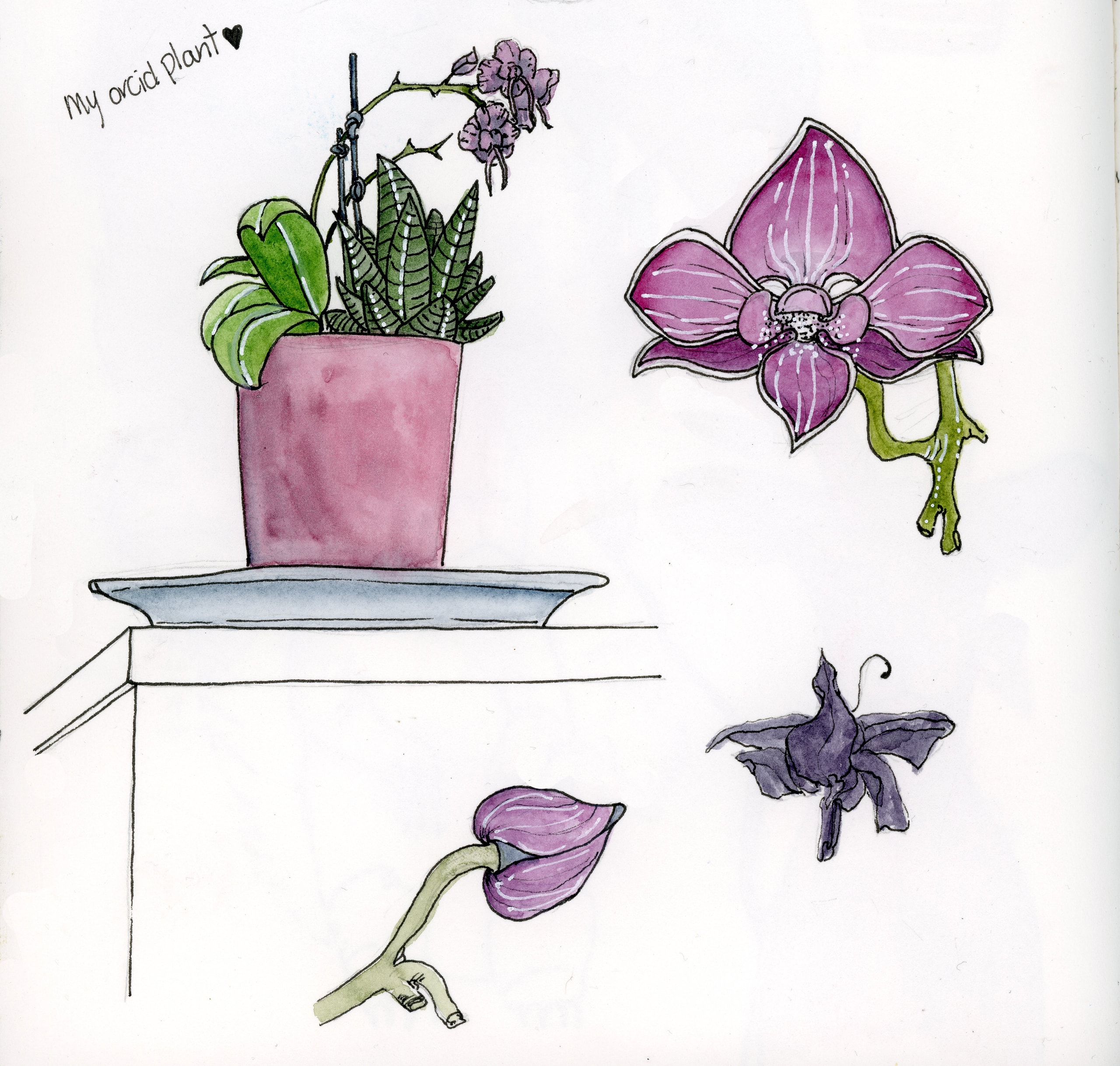 Sketchbook Pages